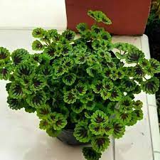 Banyak para pecinta tanaman hias untuk ruangan yang memilih tanaman anthurium karena pesona keindahan yang diberikan dengan tampilan daun hijau yang berukuran lebar. Jual Tanaman Hias Miyana Mini Tanaman Gantung Miana Mini Tanaman Pot Miyana Miana Mini Terbaru Juli 2021 Blibli