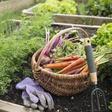 The almost 18 million homes with no food, an insufficient amount of food or a lack of healthful food although people's gardens are most often established as vegetable gardens, they can also be their efforts have produced at least 3.8 million pounds of produce. 7 Health Benefits Of Gardening Get Healthy While Gardening