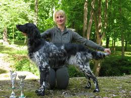 Image result for Velký münsterlandský ohař