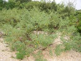 Image result for Sesbania brevipedunculata