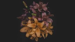 Yellow flowers that look like lilies. Yellow Flowers On Dark Background Beautiful Lilies Indivstock