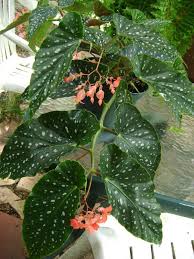 Pin On Begonias Y Peperonias