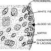 Tendon (c) tissue that transports food in plants. Https Encrypted Tbn0 Gstatic Com Images Q Tbn And9gcqx11uqgtr 3lb3rnil2rke3g1h6xwk0rryohntebubkvarn68n Usqp Cau