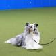 255-009  START PUPPY 5-12 MONTH - OCTOBER event image