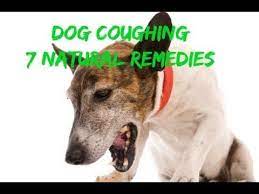 Http Www Theonlinevet Com Newsletter Php How To Quickly And Easily Stop Your Dog S Coughing With 7 Natural Remed Dog Coughing Dog Cough Remedies Dog Remedies