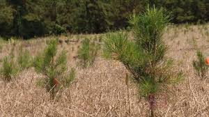 If you have either growing unexpectedly. Arkansas Farm Bureau Pine Tree Research Youtube