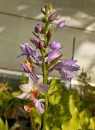Image result for Calanthe sylvatica