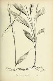 Image result for Streblochaete