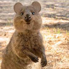Suzana Paravac On Instagram Quokkas Are Nature S Happiness Ambassadors Rottnestislandwa Quokka Quokkas Cute Animals Cute Funny Animals Baby Animals
