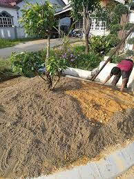 Cara mudah tanam rumput karpet di halaman rumah. Cara Tanam Rumput Napier Cara Menanam Rumput Raja Untuk Pakan Domba Garut Youtube Cara Mudah Tanam Rumput Dwarf Napier Pandan Tampa Batas Dar Lu