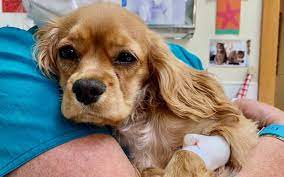 In this procedure, the ovaries and uterus are removed completely in order to sterilize a female dog. How Much Does It Cost To Neuter A Dog Near Me Paoli Vetcare