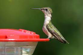 We did not find results for: Creature Feature Ruby Throated Hummingbird Archilochus Colubris Columbus Audubon