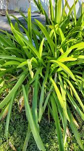 Image result for Volusia resupinata