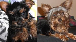 Teacup yorkshire terriers usually weigh between 2 and 4 pounds, but can weigh up to 7. Yorkie Puppy Growing Up Youtube