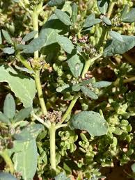 Image result for Zaleya