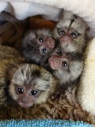 Baby Marmoset Monkeys For Sale Baby Monkey Pet Marmoset Monkey Pet Monkey