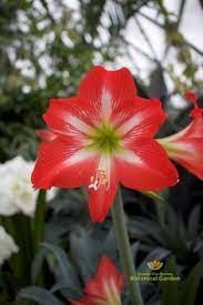Hippeastrum Baby Star Amaryllis Holiday Bloom Holidayplant