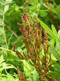 Image result for Osmunda regalis