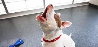 Howling Aspca