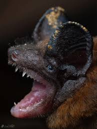 Image result for Sphaerocyperus