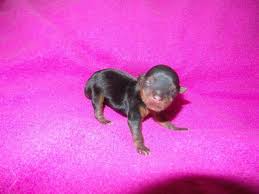 Newborn puppies youtube, newborn yorkie puppies, newborn yorkie puppies crying, yorkie poo newborn puppies newborn puppies, 9 newborn puppies dog houses fortnite, dog house diy Newborn Teacup Puppies Novocom Top