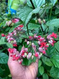 Image result for Clerodendrum incisum