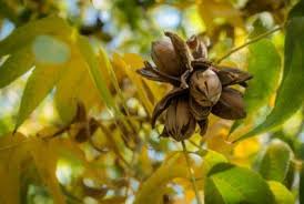 We did not find results for: Tips Information About Zone 9 10 11 Gardening Know How