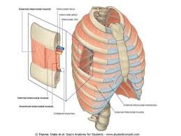 Internal intercostal muscles sit directly underneath the external intercostals and help collapse the chest during breathing to exhale air. Intercostal Muscles