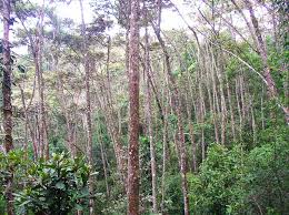 Image result for Harungana madagascariensis