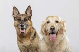 German Shepherd Lab Mix Everything You Need To Know Before Buying Perfect Dog Breeds