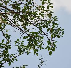 Image result for Burseraceae