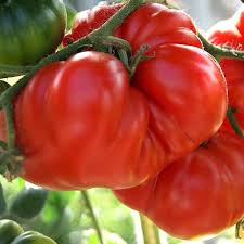 Comment cultiver la tomate marmande ? Fleischtomate Marmande Bio