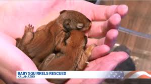 Check spelling or type a new query. Baby Red Squirrels Discovered In New Car Intake Wwmt