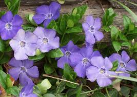 Many gardeners set cuttings in water. Vinca Minor Growing Guide Lesser Periwinkle Common Periwinkle