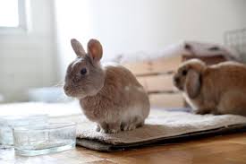 To find a pet store that sells live animals, one can to consult a local or online telephone directory. Ban The Bunny California Aims To End Post Easter Parade Of Unwanted Rabbits Reuters