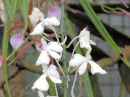 Image result for Aerangis appendiculata