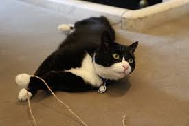 The collar battery lasts up to 30 days on one charge which is the longest battery life of the cat. Palmerston Cat Wikipedia