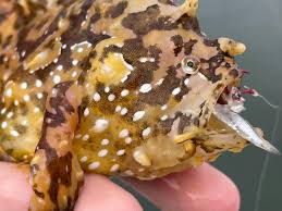 Image result for Dicoma arenaria