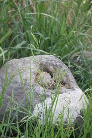 Image result for Bromus catharticus