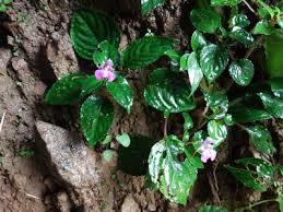 Image result for Impatiens psychadelphoides