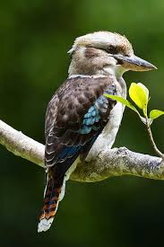 Blue Winged Kookaburra Australian Native Birds Pet Birds Australia Animals