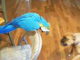 Search, discover and share your favorite birds gifs. Macaw Argues With Boxer Senor Gif Pronounced Gif Or Jif