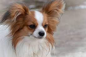 Best Dogs To Own If You Live In A Flat