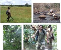 Image result for Sarcophrynium schweinfurthianum