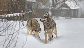 Animals, cartoons, celebrities, easter, flowers, food, gardens, nature, people, places, space, sports howling at the moon pictures. Radioactive Wolves On Pbs Review The New York Times