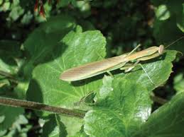 The larger group of these insects is more properly called the praying mantis. San Diego Community News Group The Praying Mantis Biological Pest Control