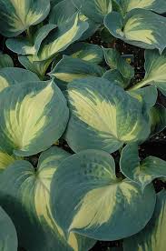 Maybe you would like to learn more about one of these? Dream Weaver Hosta Hosta Dream Weaver At Gardener S Supply Company Hostas Hosta Plants Hosta Gardens