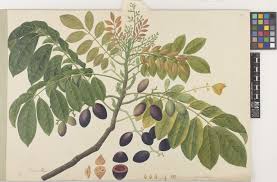 Image result for Canarium