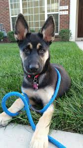 German Shepherd Husky Mix Black And Brown Gerberian Shepsky German Shepherd Husky Mix Cute Animals Shepsky Puppy Cute Dogs And Puppies