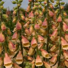 Hybrid Foxglove Polkadot Pandora Digitalis X Hybrida Foxglove Plants Biennial Plants